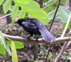 Giant Cowbird
